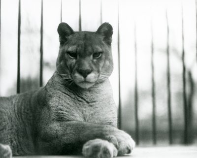 Un puma/león de montaña/catamount descansando en el zoológico de Londres en 1931 de Frederick William Bond