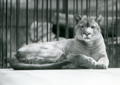 Un puma/cougar/león de montaña acostado en su recinto en el Zoológico de Londres en junio de 1925 de Frederick William Bond