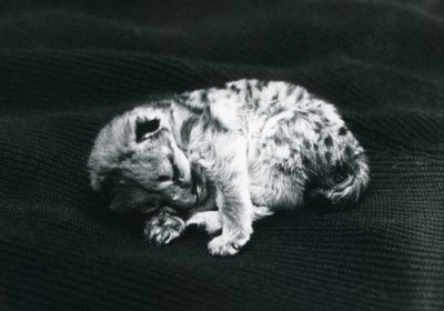 Un cachorro de puma en el Zoológico de Londres de Frederick William Bond