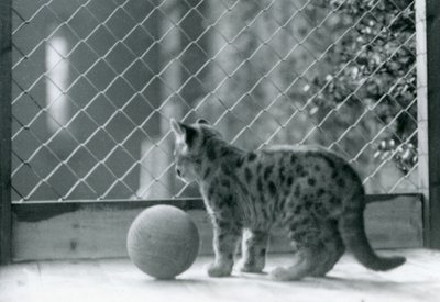 Un cachorro de puma, con una pelota, mirando fuera de su recinto, Zoológico de Londres, 1923 de Frederick William Bond