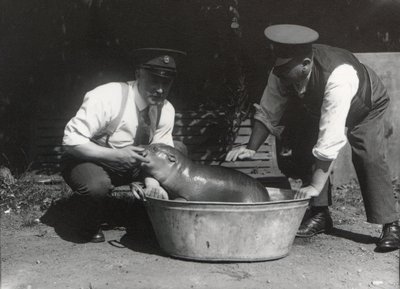 Un hipopótamo pigmeo tomando un baño en el Zoológico de Londres, agosto de 1928 de Frederick William Bond
