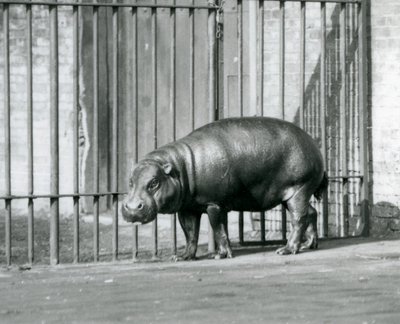 Un hipopótamo pigmeo en el Zoológico de Londres en 1927 de Frederick William Bond