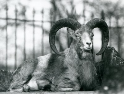 Un carnero sentado en el Zoológico de Londres, 1925 de Frederick William Bond