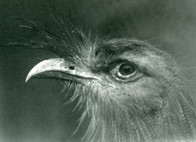 Una seriema de patas rojas en el zoológico de Londres en 1924 de Frederick William Bond