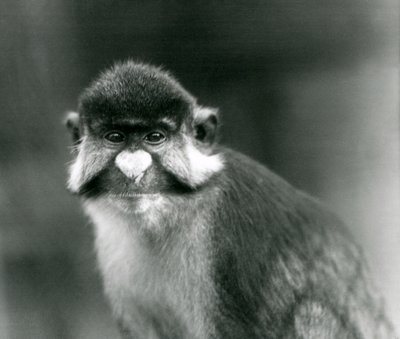 Un mono de cola roja/de mejillas negras/de nariz blanca/de cola roja o guenon de Schmidt, Zoológico de Londres de Frederick William Bond