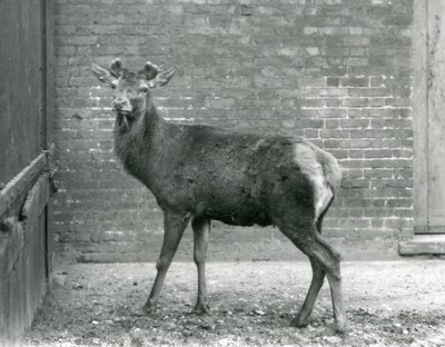Un ciervo rojo con astas en crecimiento, Zoológico de Londres, agosto de 1928 (foto en blanco y negro) de Frederick William Bond