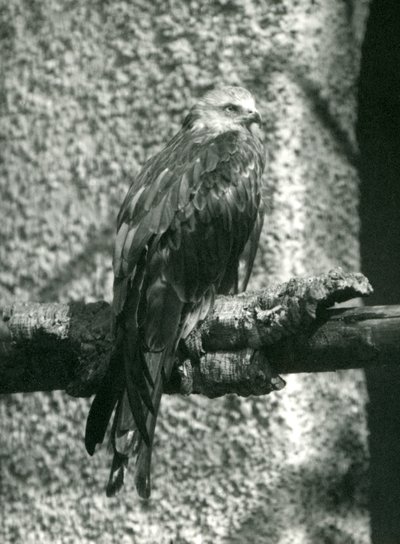 Un milano real posado en una rama en el Zoológico de Londres en 1924 de Frederick William Bond