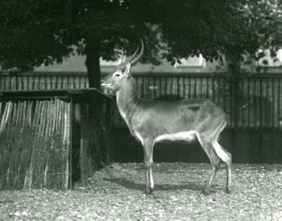 Lechwe rojo en el Zoológico de Londres, julio de 1924 de Frederick William Bond