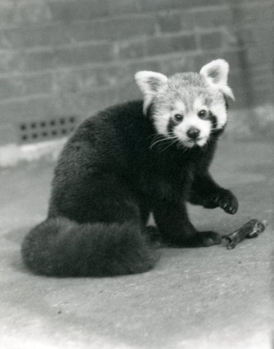 Un panda rojo sentado en el Zoológico de Londres, 1917 de Frederick William Bond