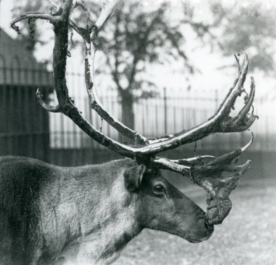 Un reno macho mudando el terciopelo de sus astas, Zoológico de Londres de Frederick William Bond