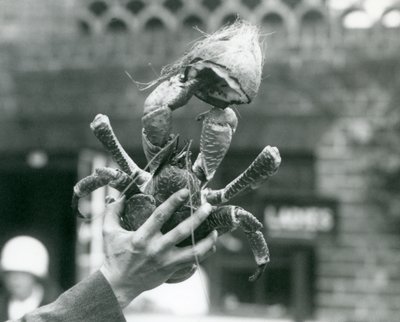 Un cangrejo ladrón de cocos, sosteniendo medio coco, siendo sostenido por un cuidador en el Zoológico de Londres en 1927 de Frederick William Bond