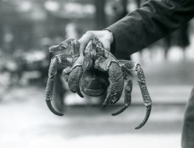 Un cangrejo ladrón o cangrejo de los cocoteros sostenido por un cuidador en el Zoológico de Londres, julio de 1927 de Frederick William Bond