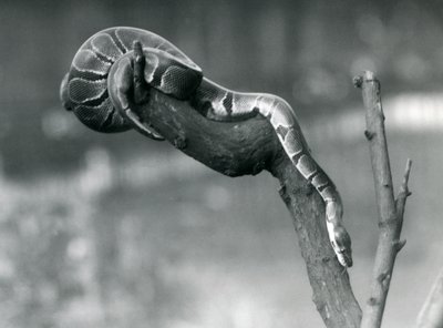 Una pitón real descendiendo por una rama en el Zoológico de Londres en octubre de 1925 de Frederick William Bond