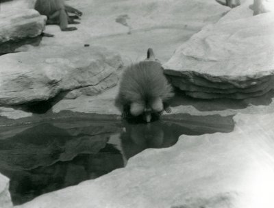 Un babuino sagrado bebiendo de una piscina entre las rocas de 