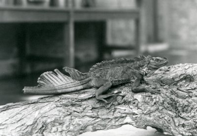 Un lagarto de vela, con cola dañada, descansando en un tronco en el Zoológico de Londres en 1928 de Frederick William Bond