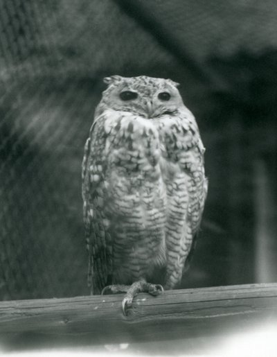 Un búho faraón de Savigny descansando en una rama en el Zoológico de Londres, septiembre de 1925 de Frederick William Bond