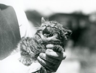 Un gatito de gato montés escocés sostenido en las manos de su cuidador, Zoológico de Londres de Frederick William Bond