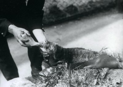 Una cría de foca siendo alimentada con biberón por su cuidador, Zoológico de Londres, agosto de 1925 de Frederick William Bond