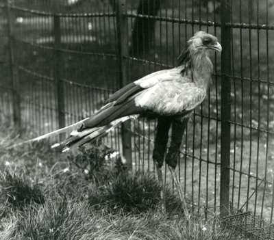 Un secretario en el Zoológico de Londres en septiembre de 1923 de Frederick William Bond