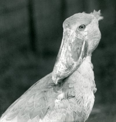 Un picozapato, zoológico de Londres, julio de 1926 de Frederick William Bond