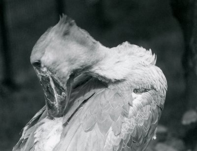 Un picozapato acicalando sus plumas en el Zoológico de Londres en 1926 de Frederick William Bond