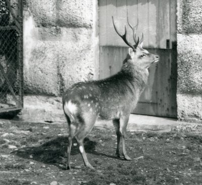 Un ciervo manchado japonés de pie en su recinto, Zoológico de Londres, agosto de 1927 de Frederick William Bond