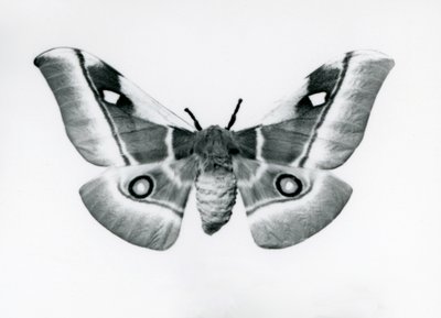 Una polilla de seda, Bunaea caffraria, en el zoológico de Londres, antes de 1930 de Frederick William Bond