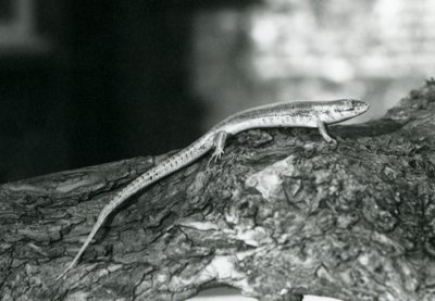 Un Eslizón descansando en un tronco en el Zoológico de Londres en 1929 (foto en blanco y negro) de Frederick William Bond