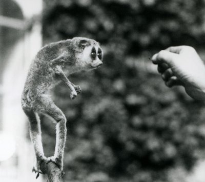 Un loris delgado de pie sobre una rama, mirando la mano de un cuidador mientras se le ofrece un gusano de la harina, Zoológico de Londres, agosto de 1926 de Frederick William Bond