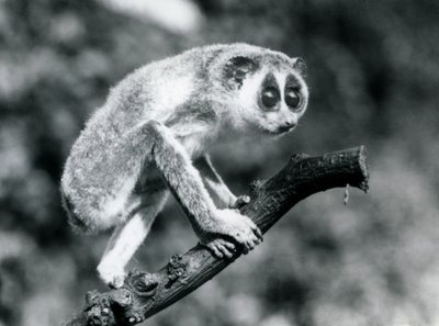 Un loris delgado caminando sobre una rama, zoológico de Londres, agosto de 1926 de Frederick William Bond
