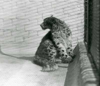 Un leopardo de las nieves sentado en el suelo, Zoológico de Londres de Frederick William Bond