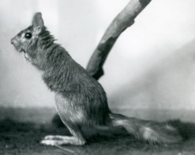 Liebre saltadora del Cabo sentada junto a una rama en su recinto, Zoológico de Londres, diciembre 1925 de Frederick William Bond