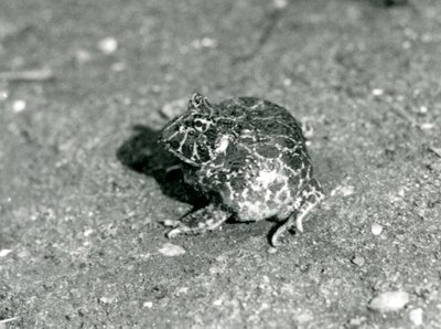 Una rana cornuda sudamericana, Zoológico de Londres, diciembre 1925 de Frederick William Bond