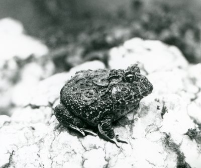 Una rana cornuda sudamericana sentada en una roca, Zoológico de Londres, agosto de 1928 de Frederick William Bond