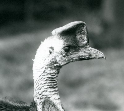 Un casuario del sur en el Zoológico de Londres, junio de 1925 de Frederick William Bond