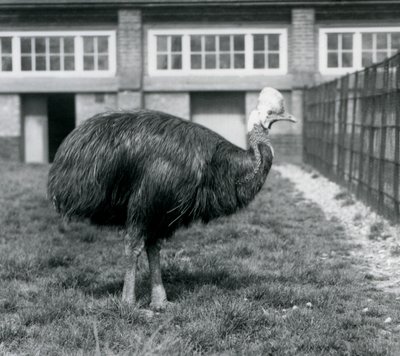 Un casuario del sur en el Zoológico de Londres en junio de 1925 de Frederick William Bond