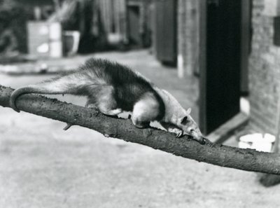 Un Tamandúa del Sur/Oso Hormiguero Collared/Oso Hormiguero Menor, caminando por una rama en el Zoológico de Londres de Frederick William Bond