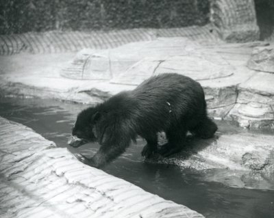 Un oso de anteojos o andino cruza un arroyo dentro de su recinto en el Zoológico de Londres, julio de 1925 de Frederick William Bond