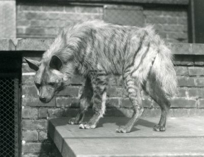 Una hiena rayada de pie en una plataforma en su recinto en el Zoológico de Londres, junio de 1925 de Frederick William Bond