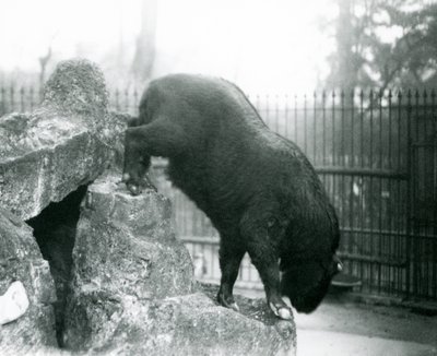 Un takin, también conocido como camurça de ganado o cabra gnu, bajando de las rocas, Zoológico de Londres de Frederick William Bond
