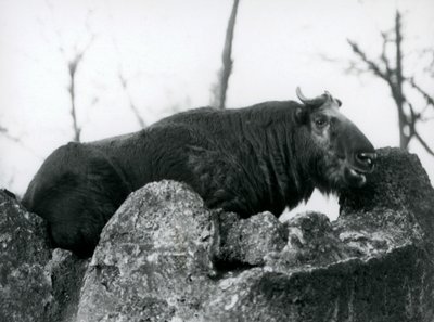 Un takin, también conocido como camurça de ganado o cabra gnu, descansando en una roca, Zoológico de Londres, 1925 de Frederick William Bond