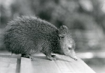 Un Tenrec en el Zoológico de Londres en 1929 de Frederick William Bond