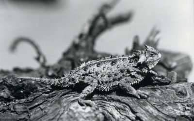 Un Lagarto Cornudo de Texas/Horntoad/HornedToad descansando en un tronco en el Zoológico de Londres en septiembre de 1928 de Frederick William Bond