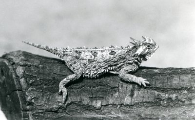 Un lagarto cornudo de Texas descansando en un tronco en el Zoológico de Londres en agosto de 1928 de Frederick William Bond