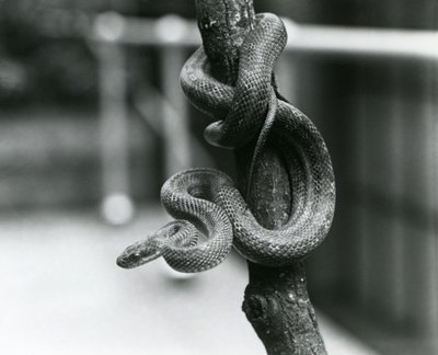 Una Serpiente Rata de Texas enrollada alrededor de una rama casi vertical en el Zoológico de Londres en agosto de 1928 (foto en blanco y negro) de Frederick William Bond