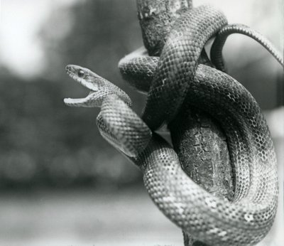 Una serpiente rata de Texas con la boca abierta, enrollada alrededor de una rama casi vertical, Zoológico de Londres, agosto de 1928 de Frederick William Bond