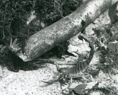 Un escorpión de Texas en el Zoológico de Londres en 1928 de Frederick William Bond
