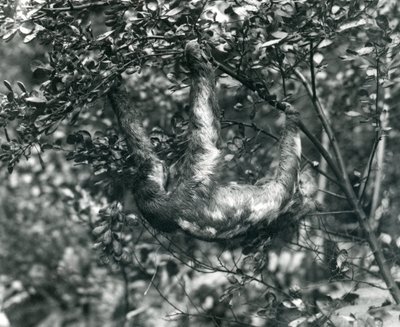 Un perezoso de tres dedos colgando de una rama frondosa en el Zoológico de Londres. Agosto de 1920. de Frederick William Bond