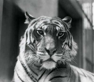 Un tigre en el Zoológico de Londres en julio de 1924 de Frederick William Bond