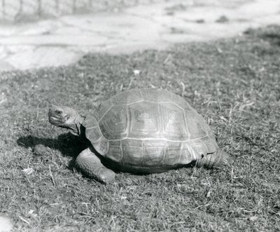 Una tortuga de pie sobre el césped en el zoológico de Londres en 1926 de Frederick William Bond